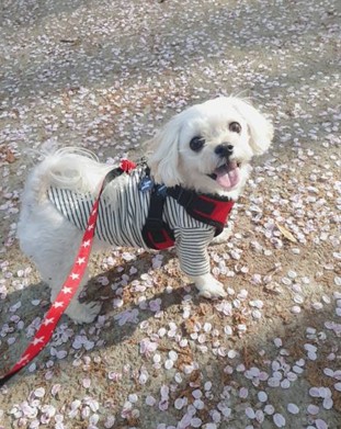 힌둥이 추모 이미지