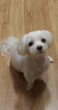 루이 추모 이미지