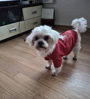 막둥이 추모 이미지