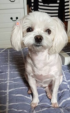 쭈쭈 추모 이미지