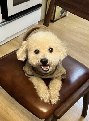 방울이 추모 이미지