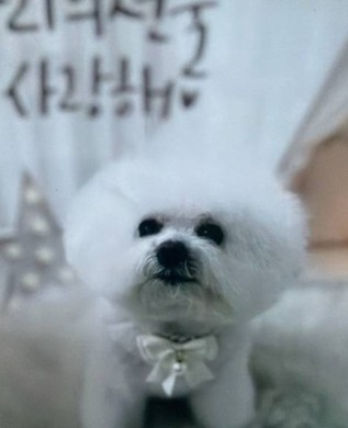 샤샤 추모 이미지