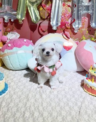 별이 추모 이미지