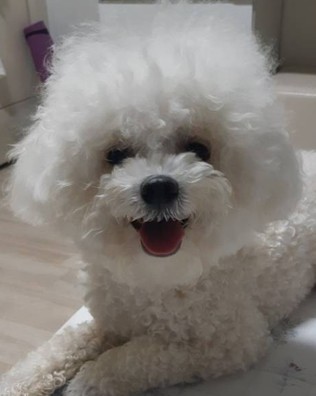 쿠퍼 추모 이미지