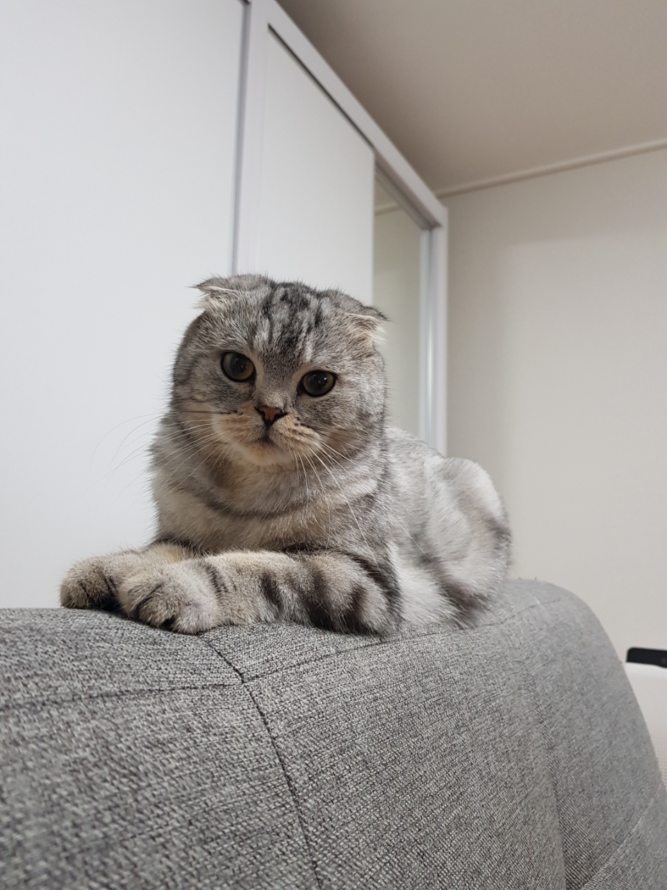 뚜뚜 추모 이미지