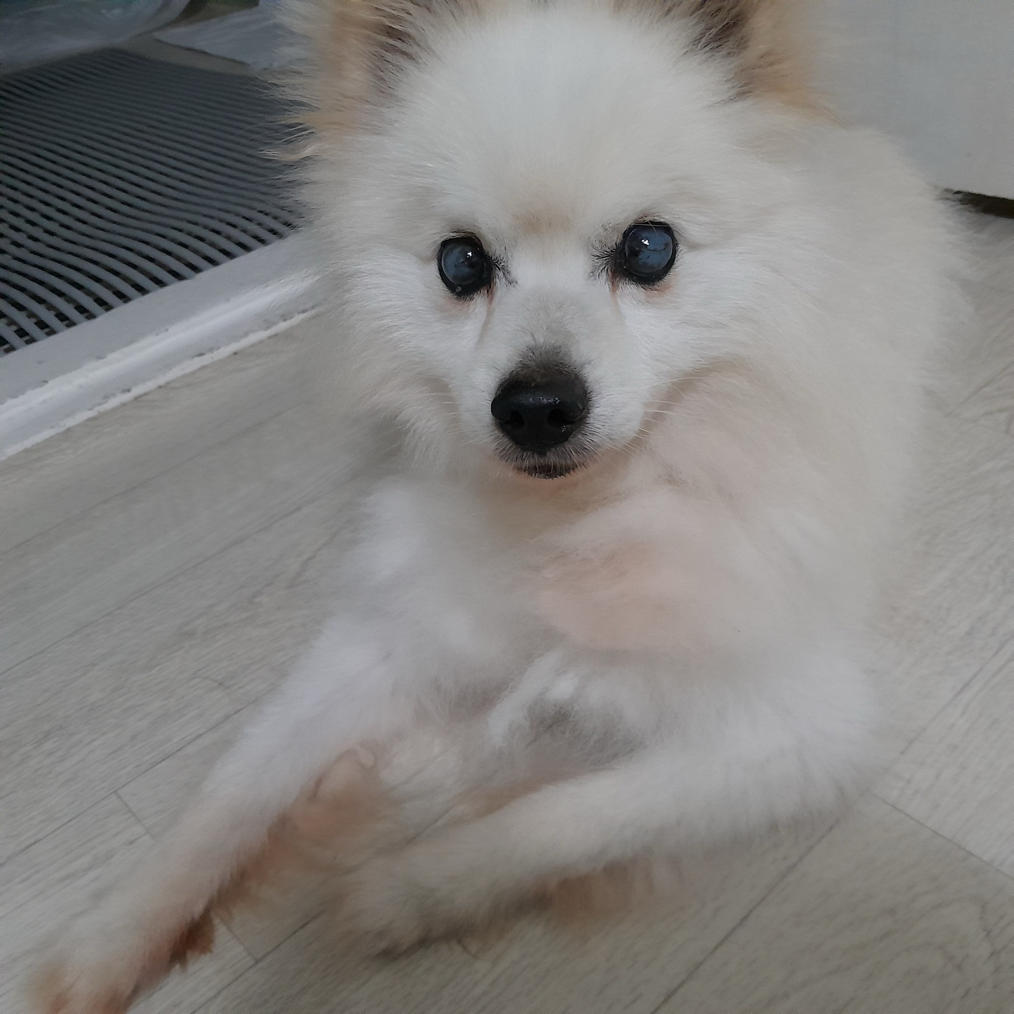 해피 추모 이미지