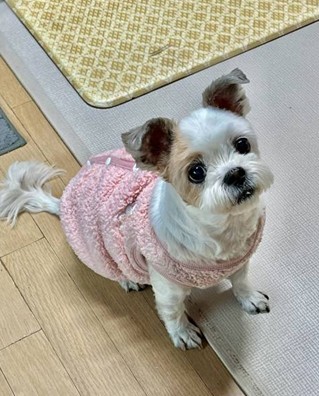 하나 추모 이미지