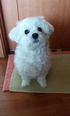 포치 추모 이미지
