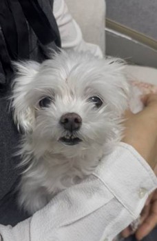 둥이 추모 이미지