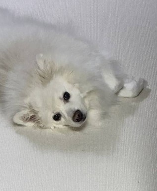 몽실이 추모 이미지