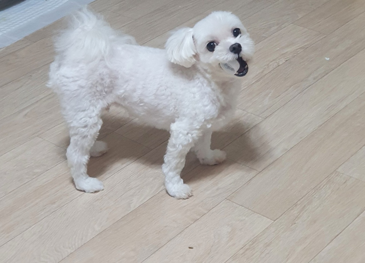 우니 추모 이미지