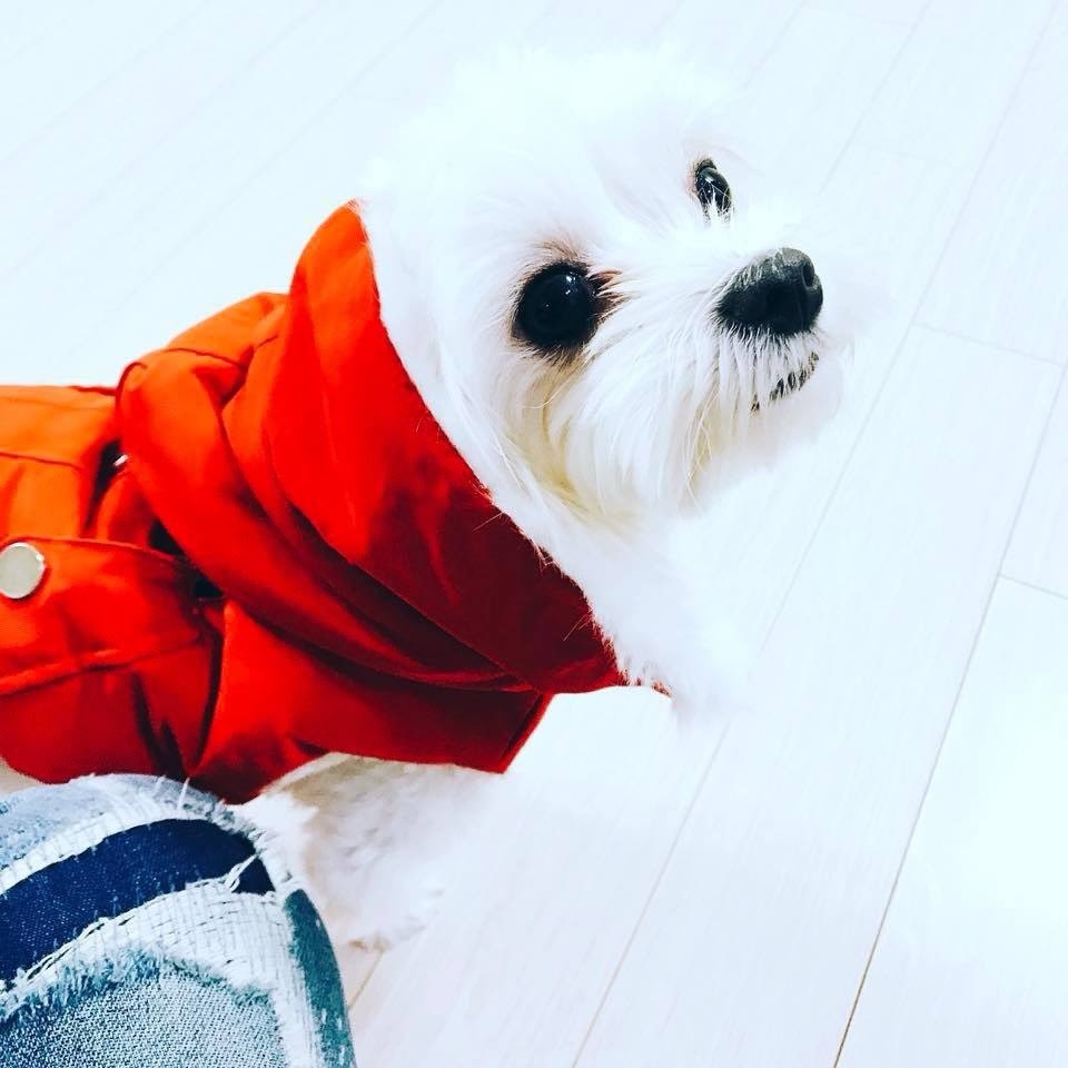 삐오 추모 이미지