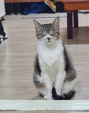 예삐 추모 이미지