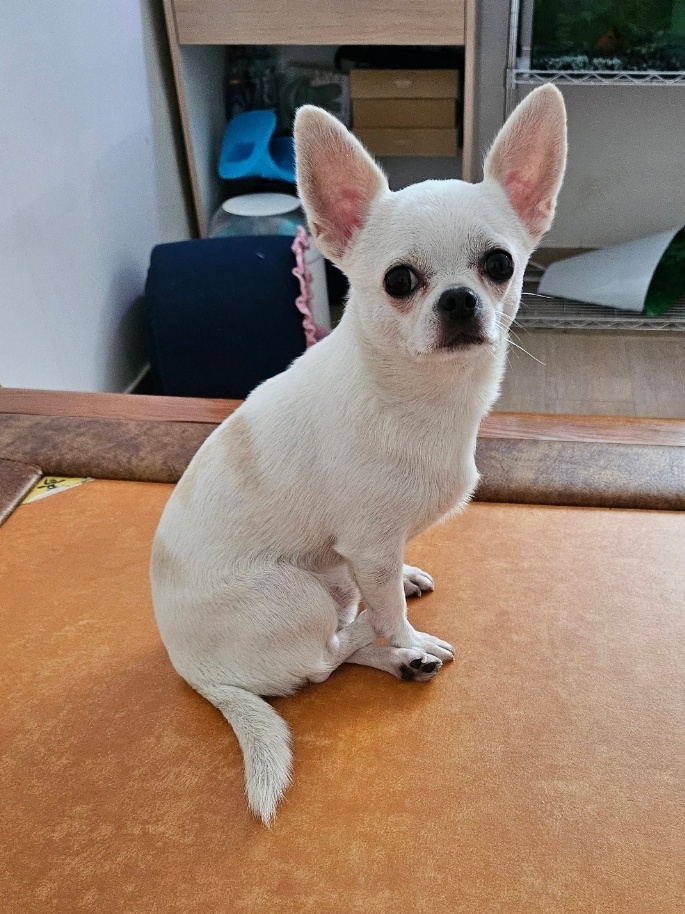 아롱이 추모 이미지