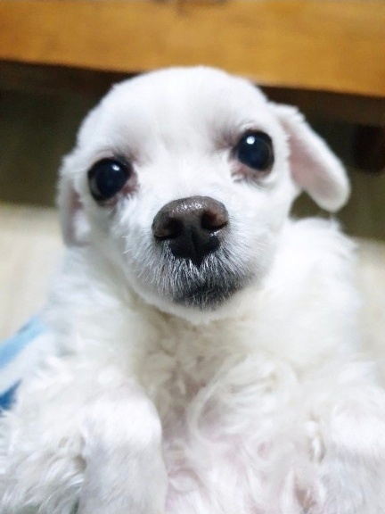 꽃님이 추모 이미지