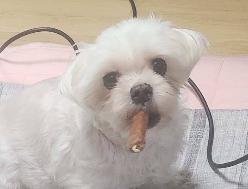 요정 추모 이미지