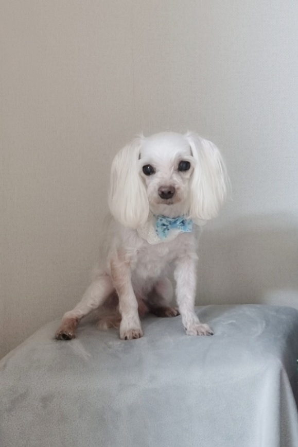 뭉치 추모 이미지