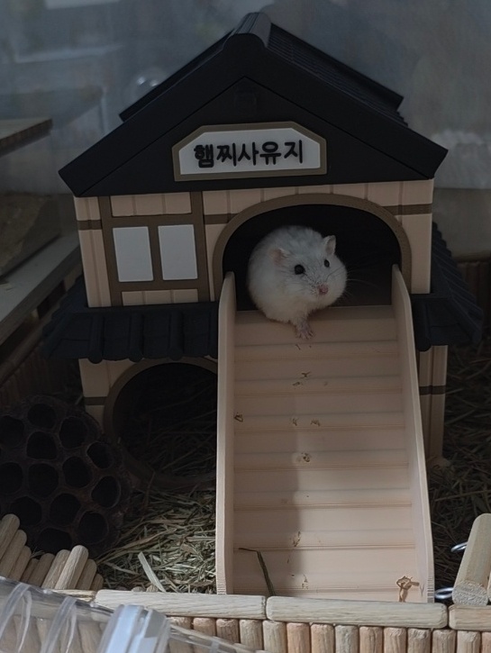 토리 추모 이미지