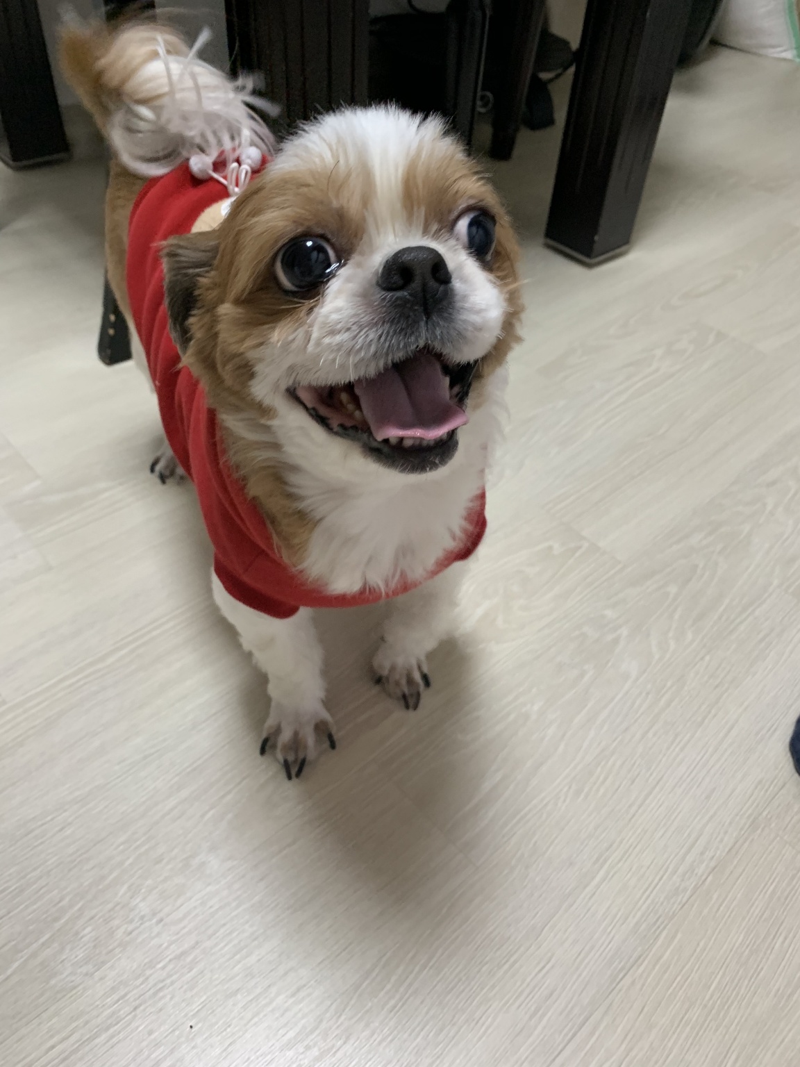 순돌이 추모 이미지