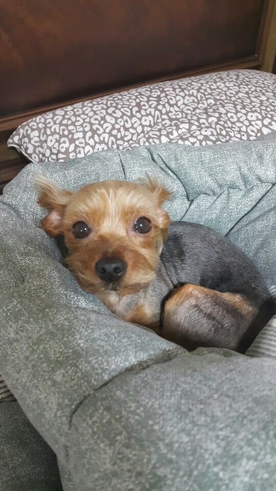 쪼꼬 추모 이미지