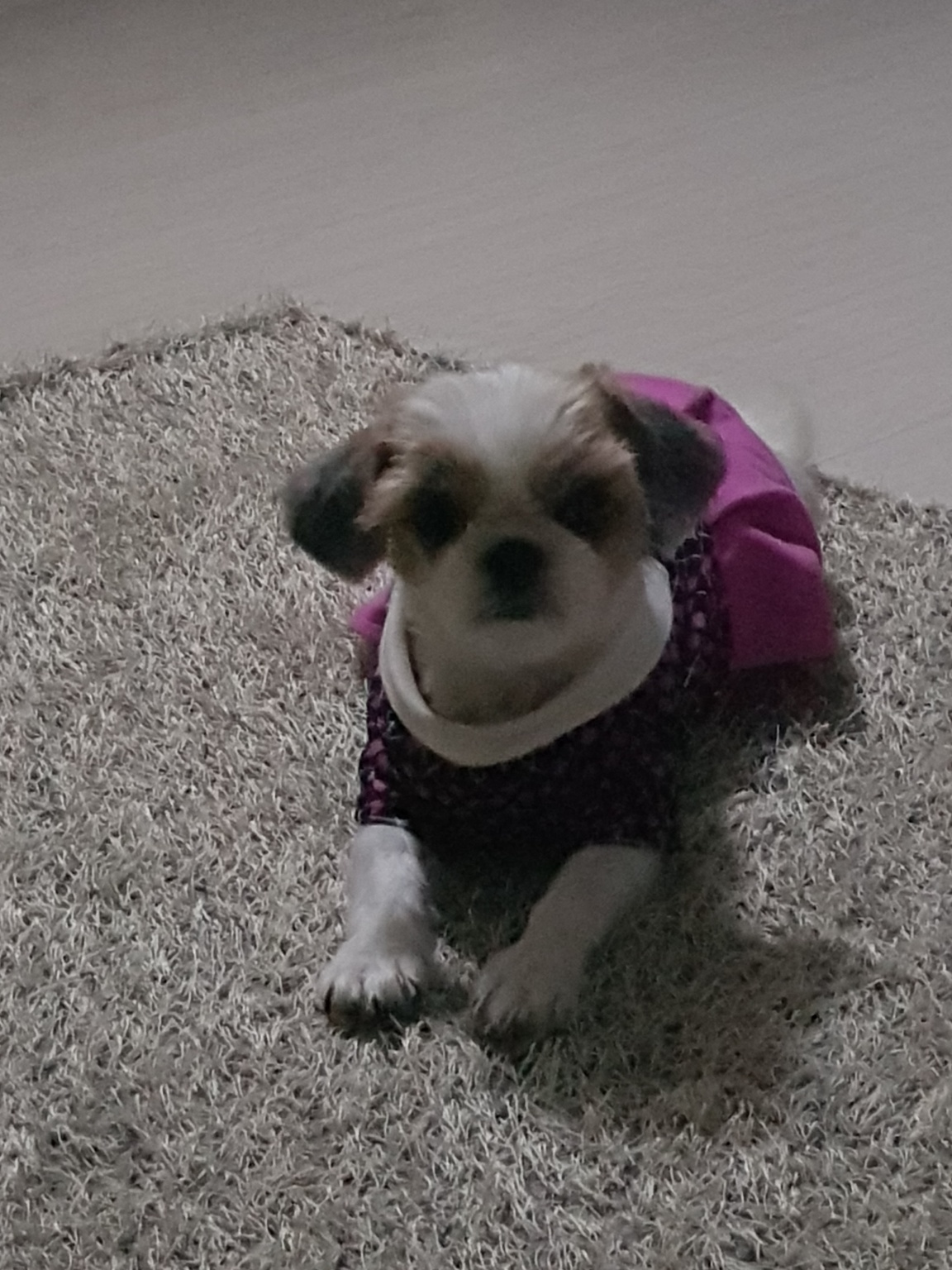 보리 추모 이미지