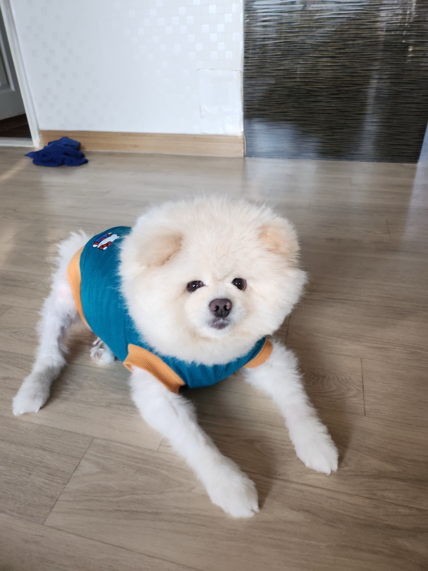 쎄삐 추모 이미지