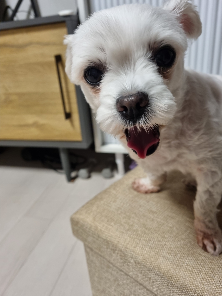 짱이 추모 이미지