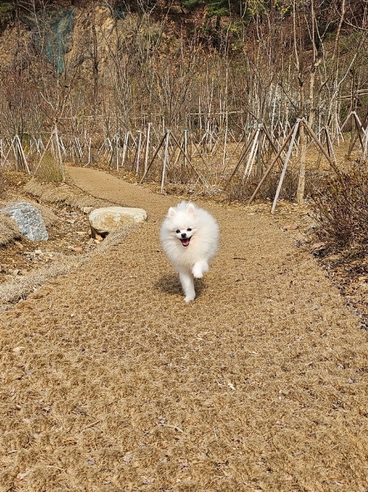 겨울이 이용후기