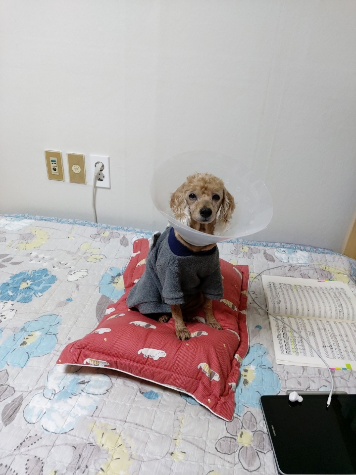봄미 이용후기