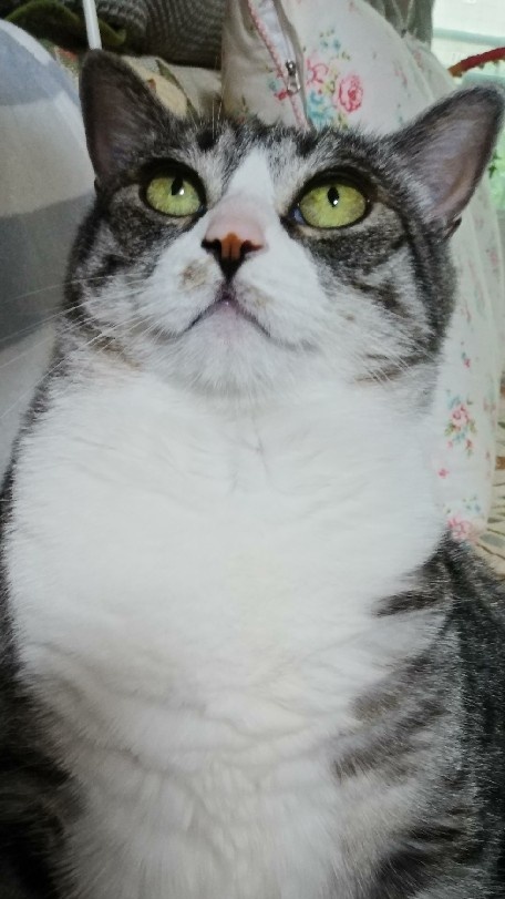 20250331_부평_양이.jpg