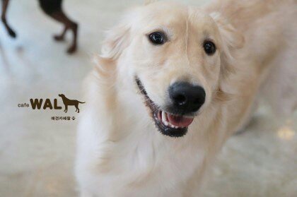 20250530_서구_졸리.jpg