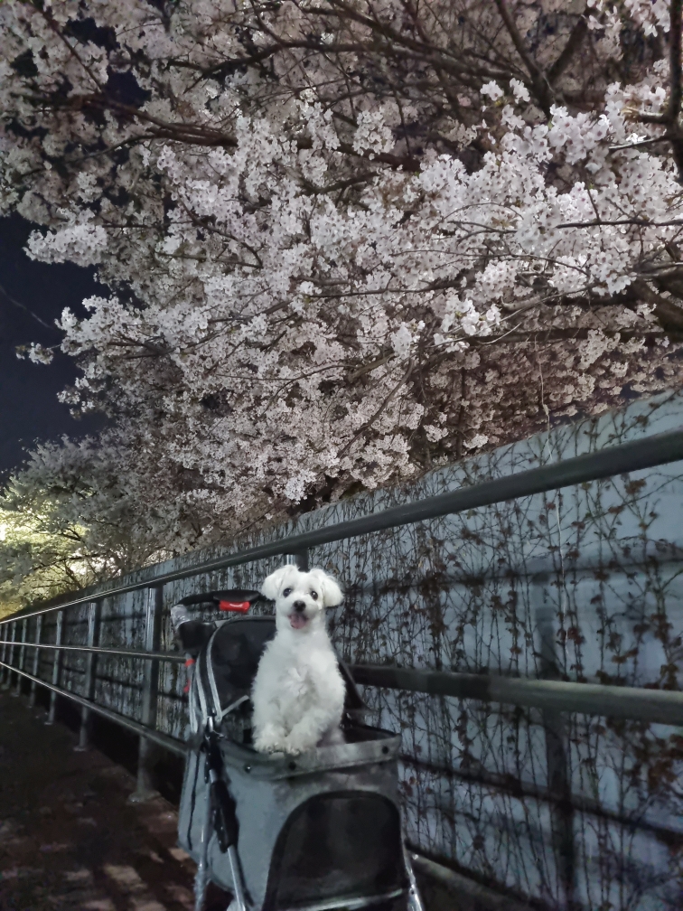 20250712_구로_초롱.jpg