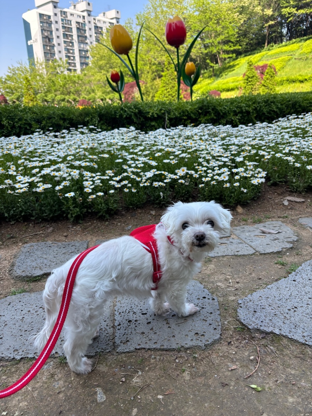 250816_미추홀_은동이.jpg