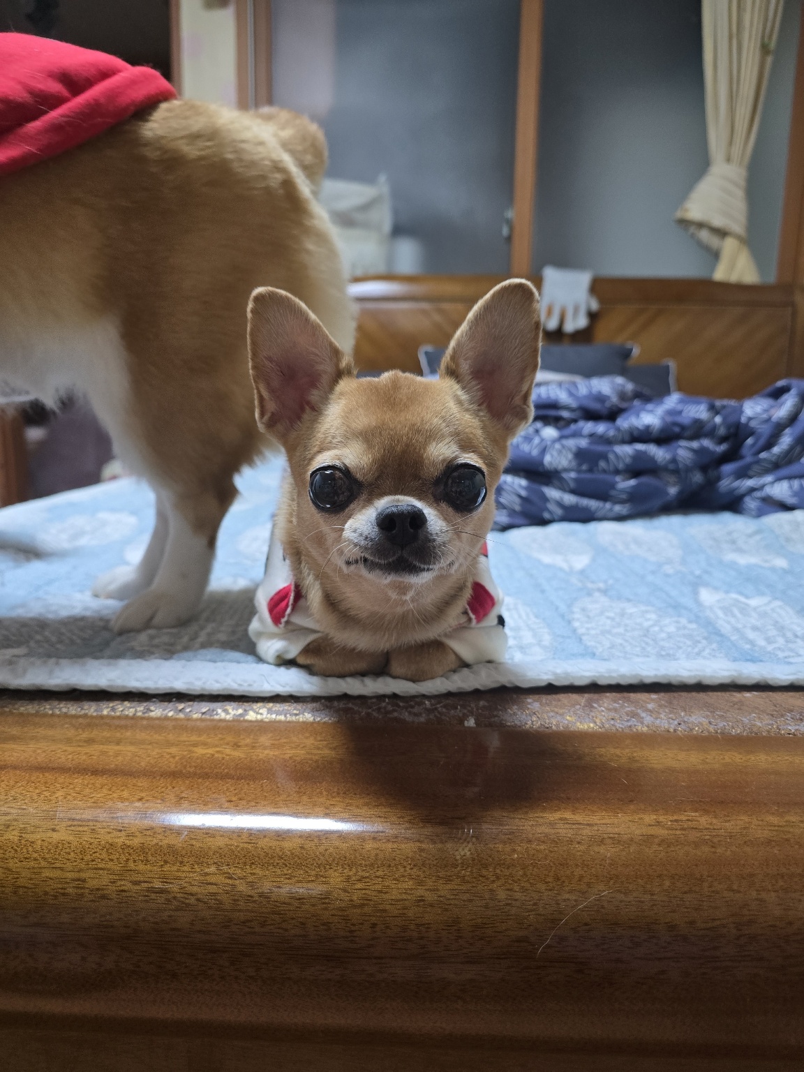 250818_청라_초코.jpg
