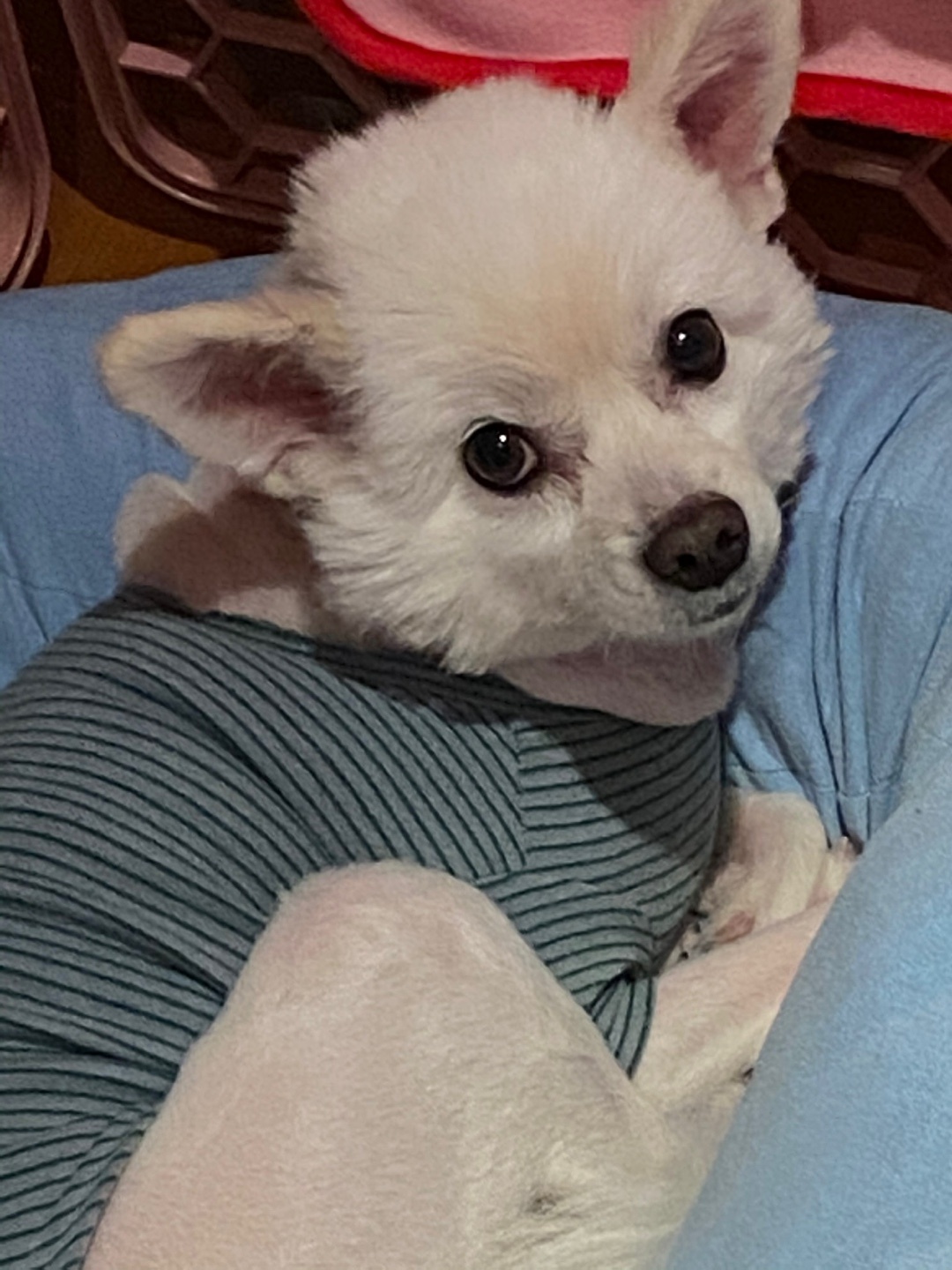 250820_금천_크림이.jpg