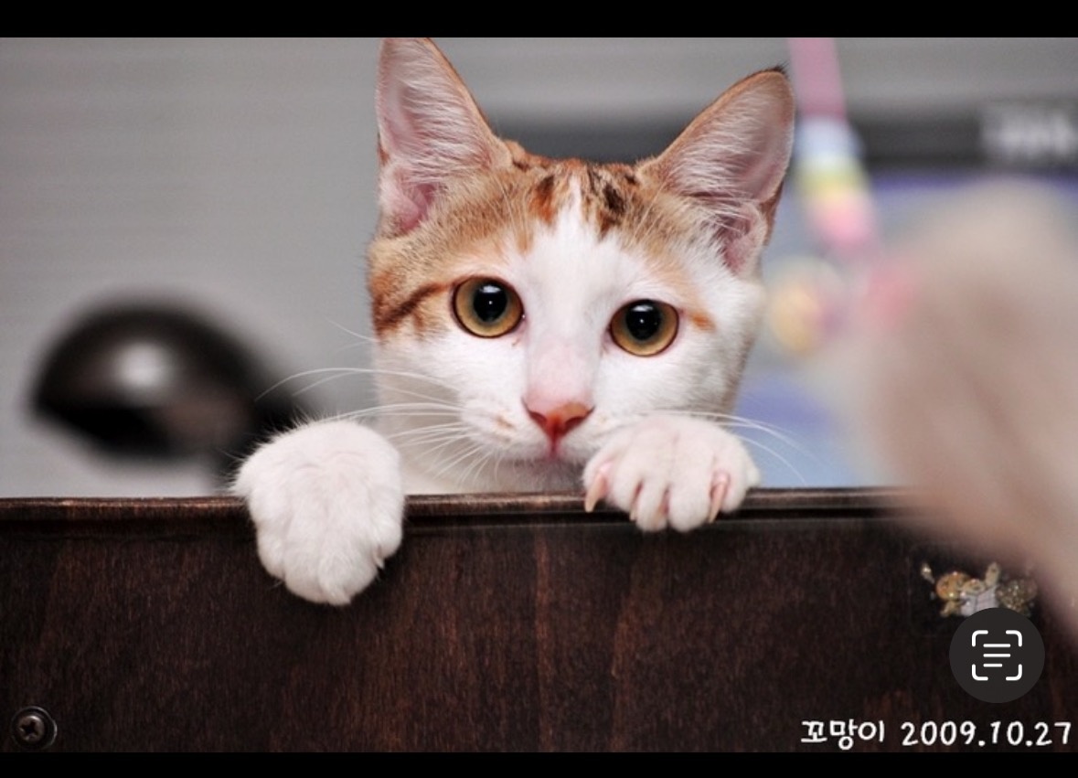 250901_수원_꼬망.jpg