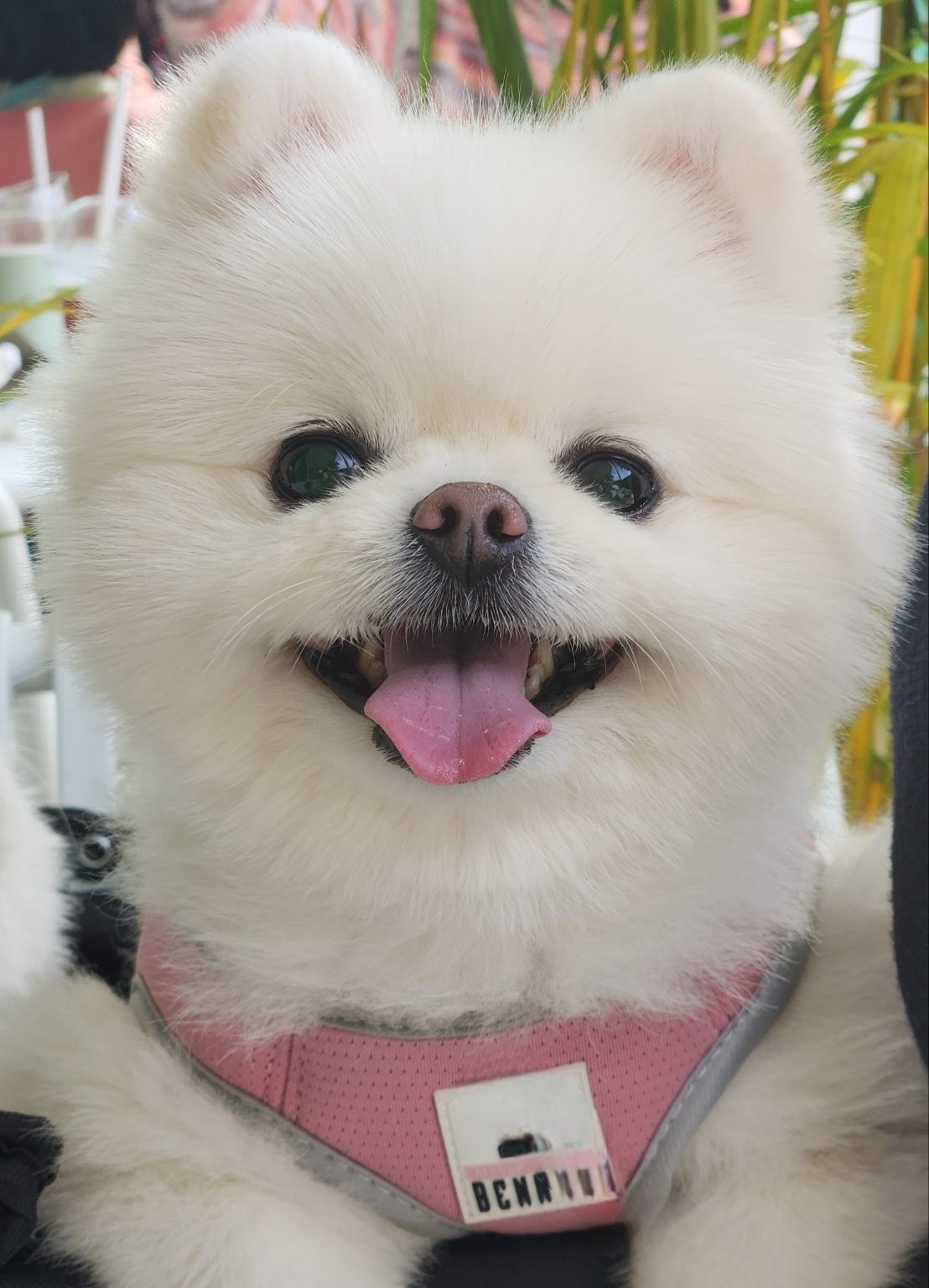 250912_연수구_샤샤.jpg
