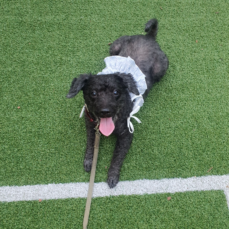 250926_안산_바니.jpg