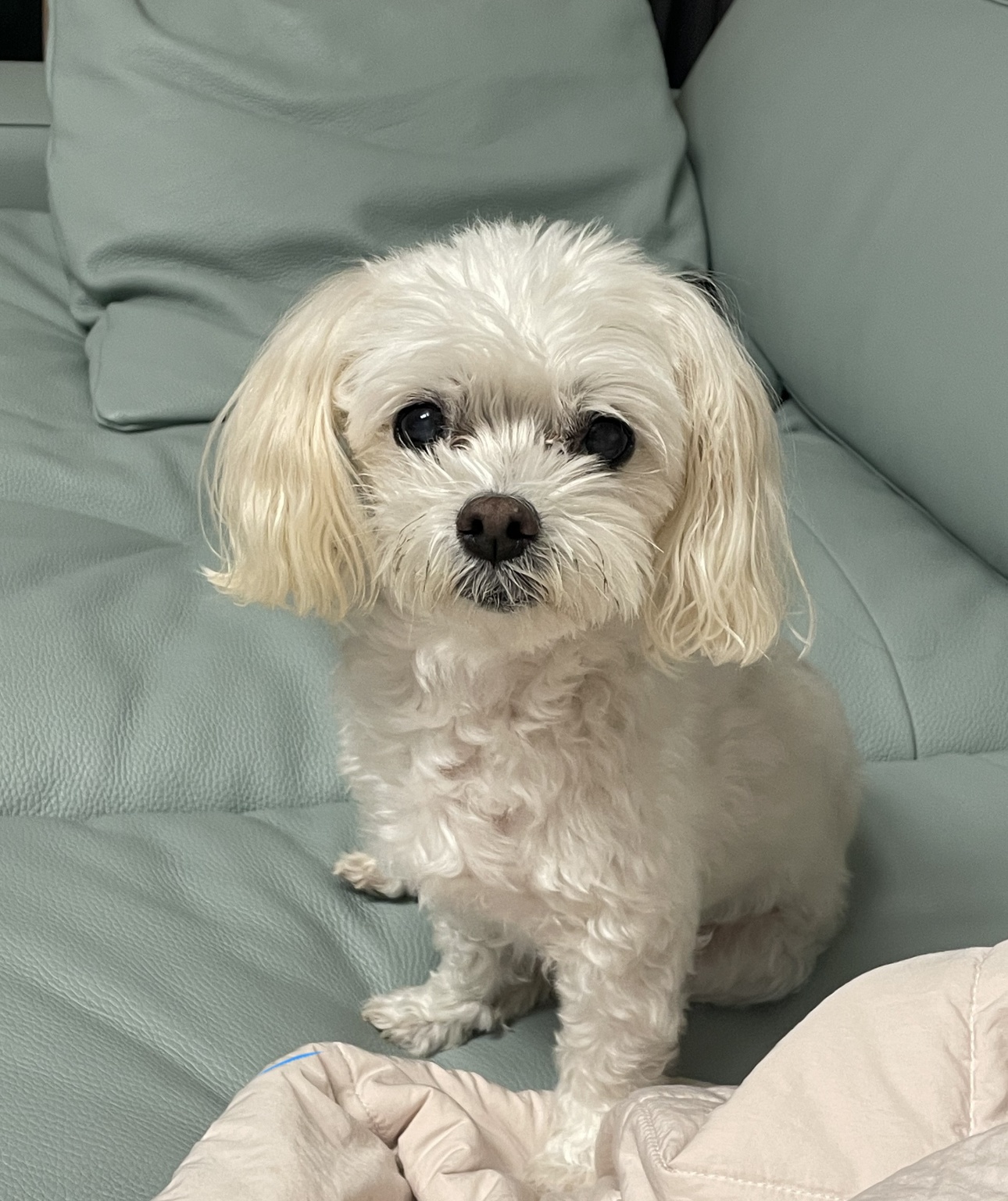 250926_일산_체리.jpg