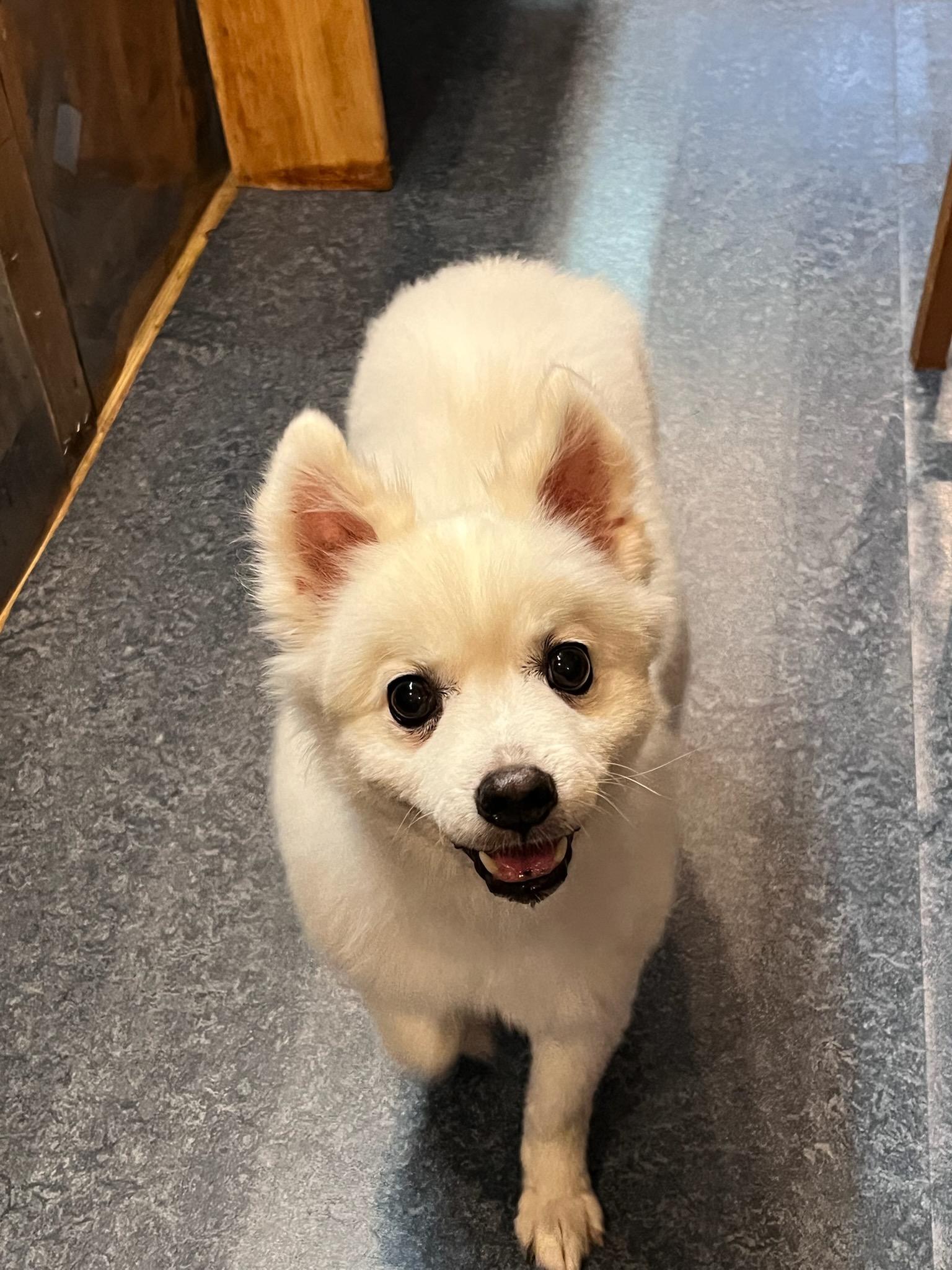 260115 시흥 멍개.jpg