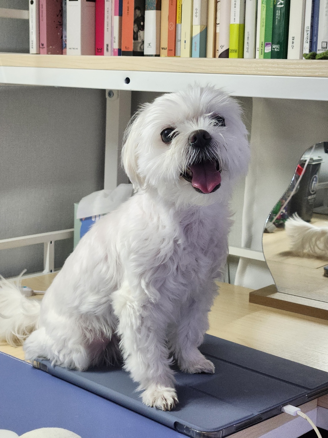 260118 서울 마리.jpg