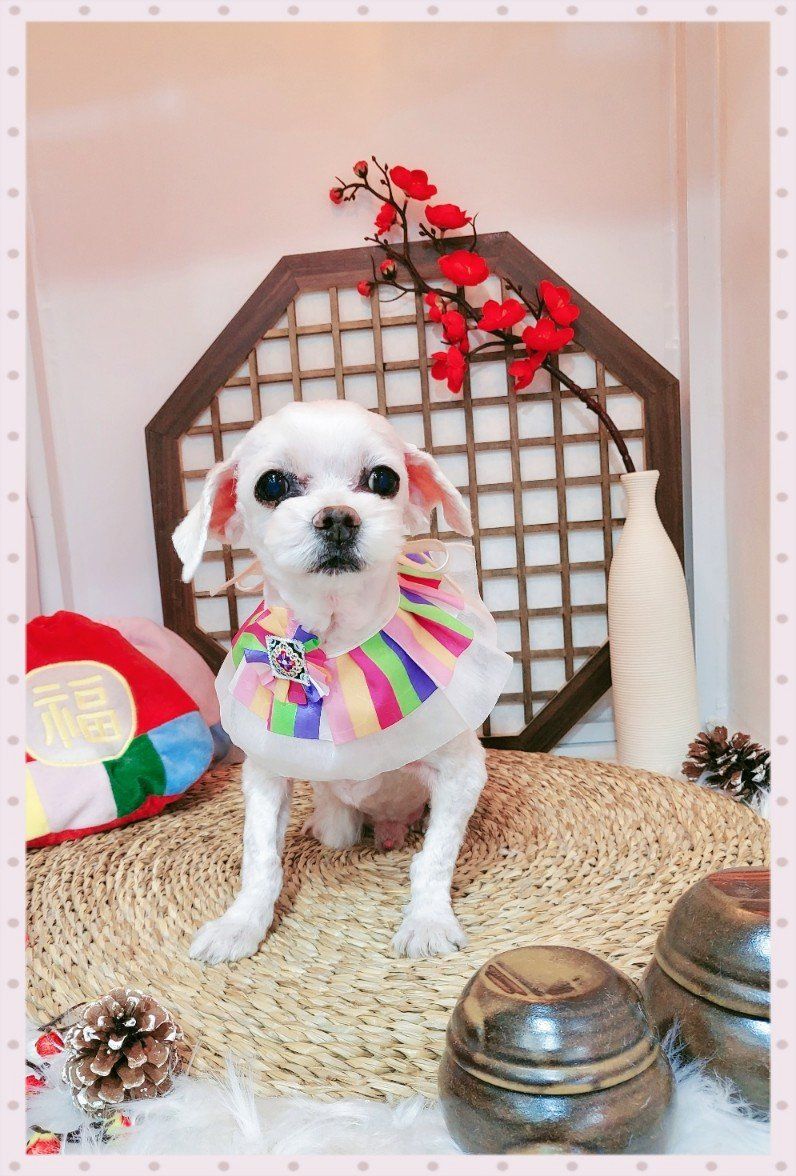 260126 시흥 소망이.jpg