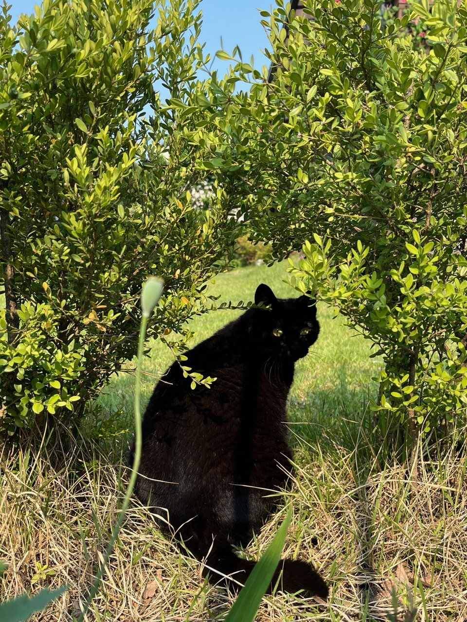 260128 강남 까망이.jpg