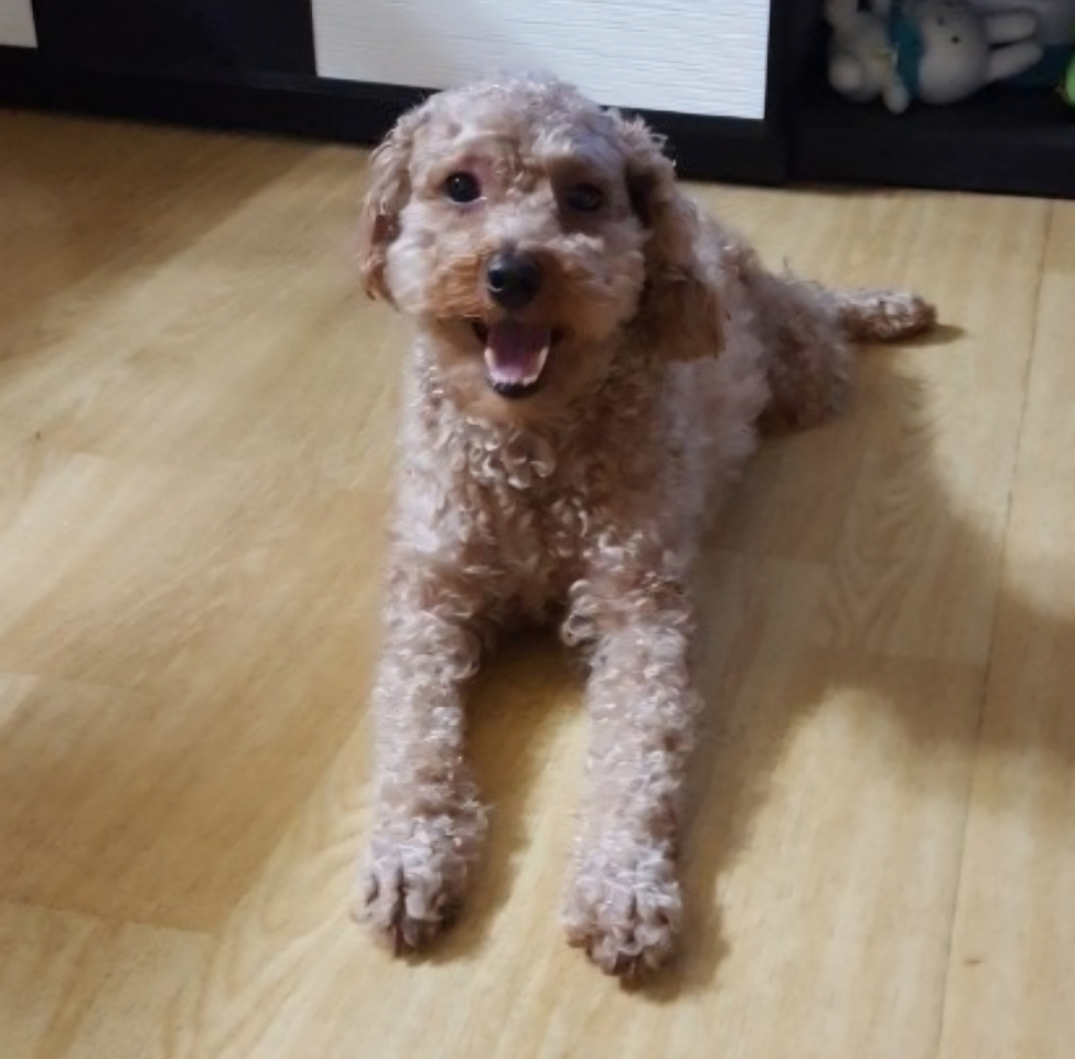 260131 광명 토리.jpg