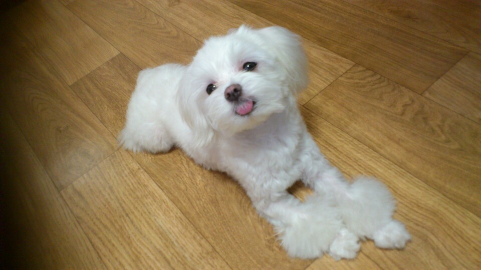 260201 부평 다롱이.jpg