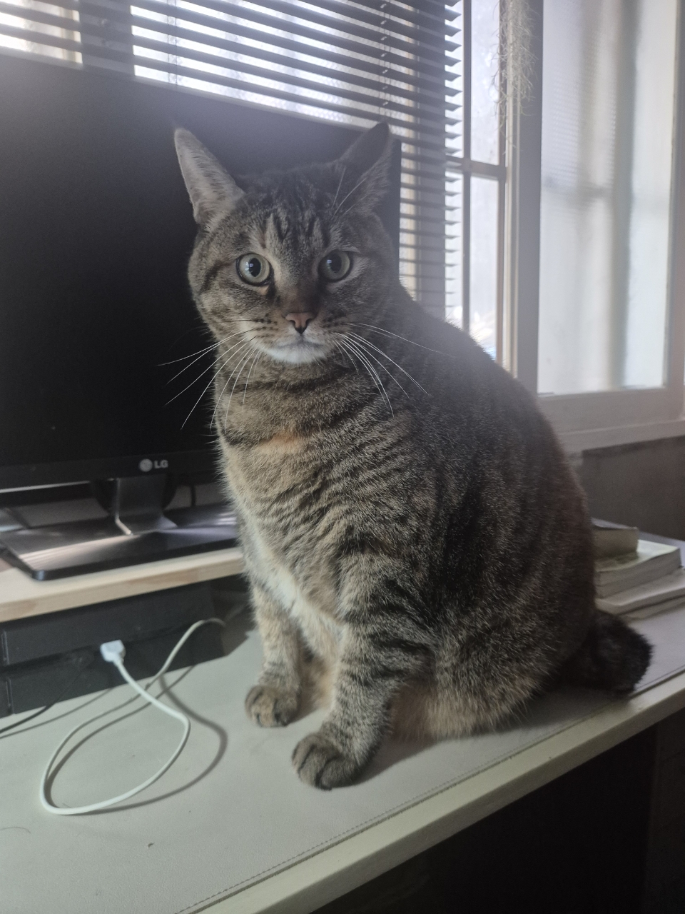 260211 신림 호냥이.jpg