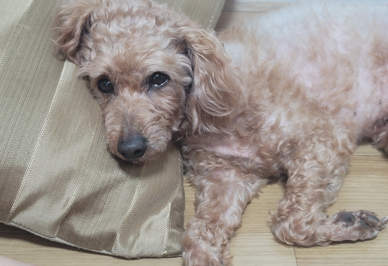 260226 시흥 코코.jpg