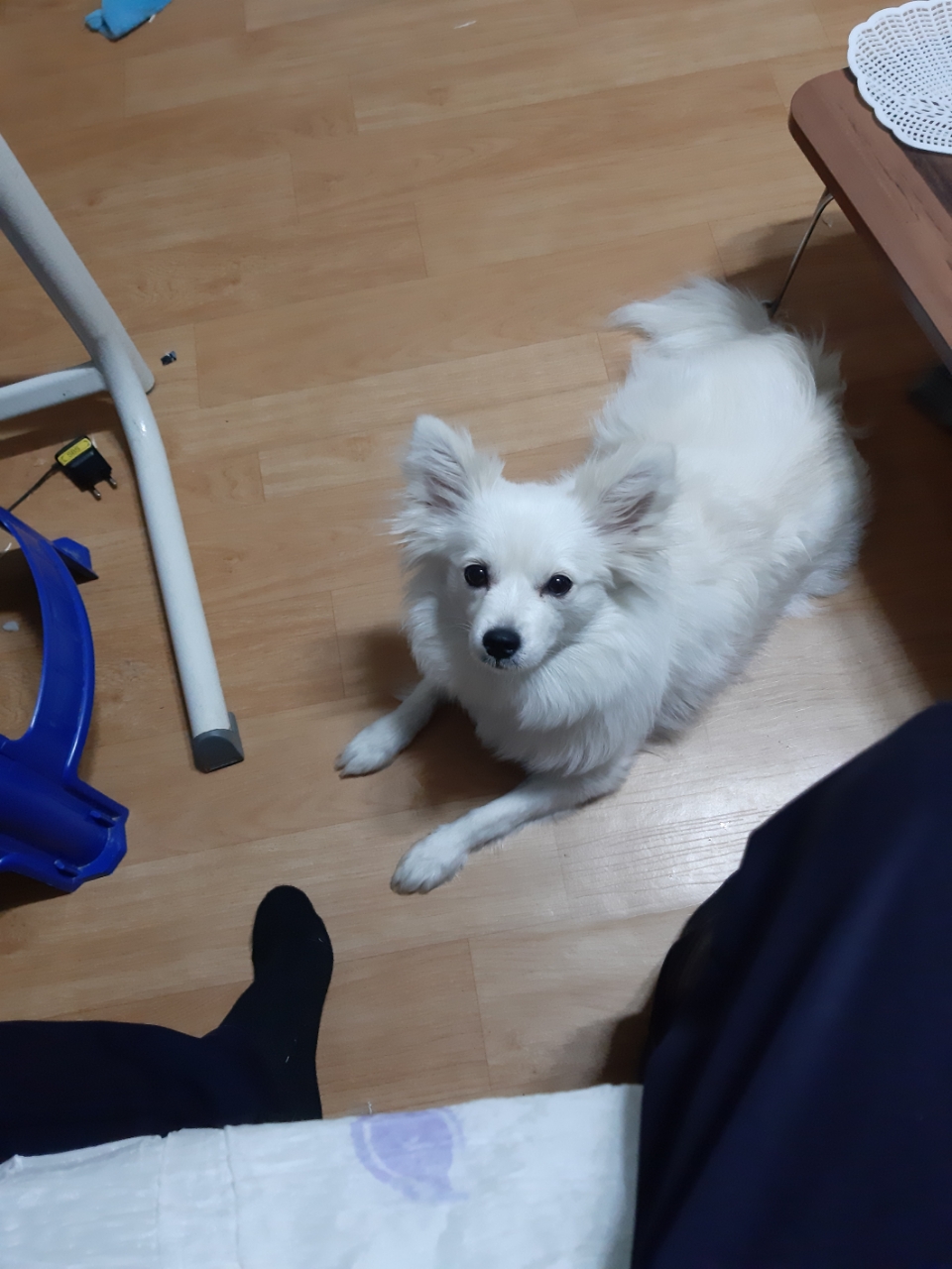 260228 성동구 복실이.jpg