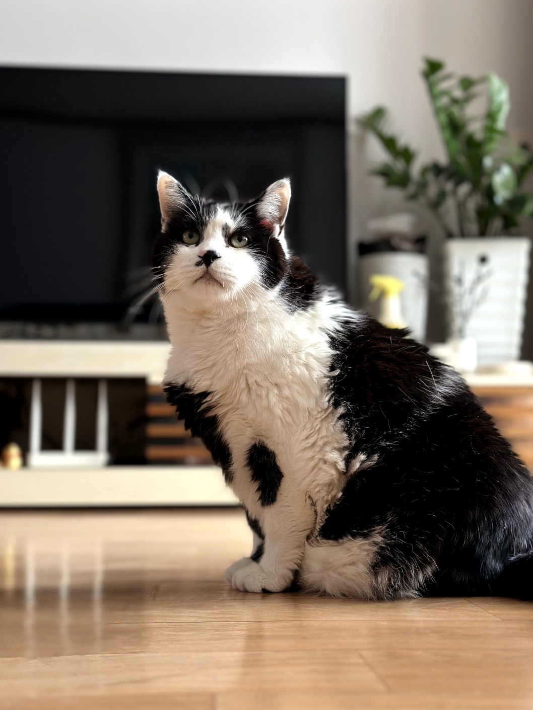 260307 안양 깐돌이.jpg