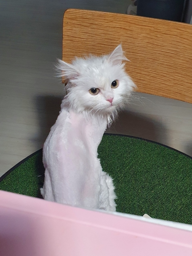 260308 부천 설이.jpg